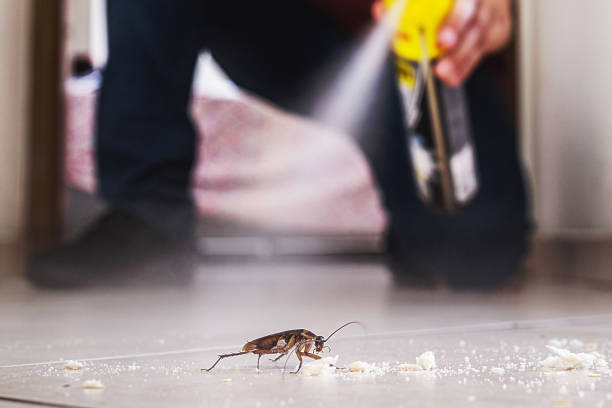 Best Flea Control Services  in South Vacherie, LA